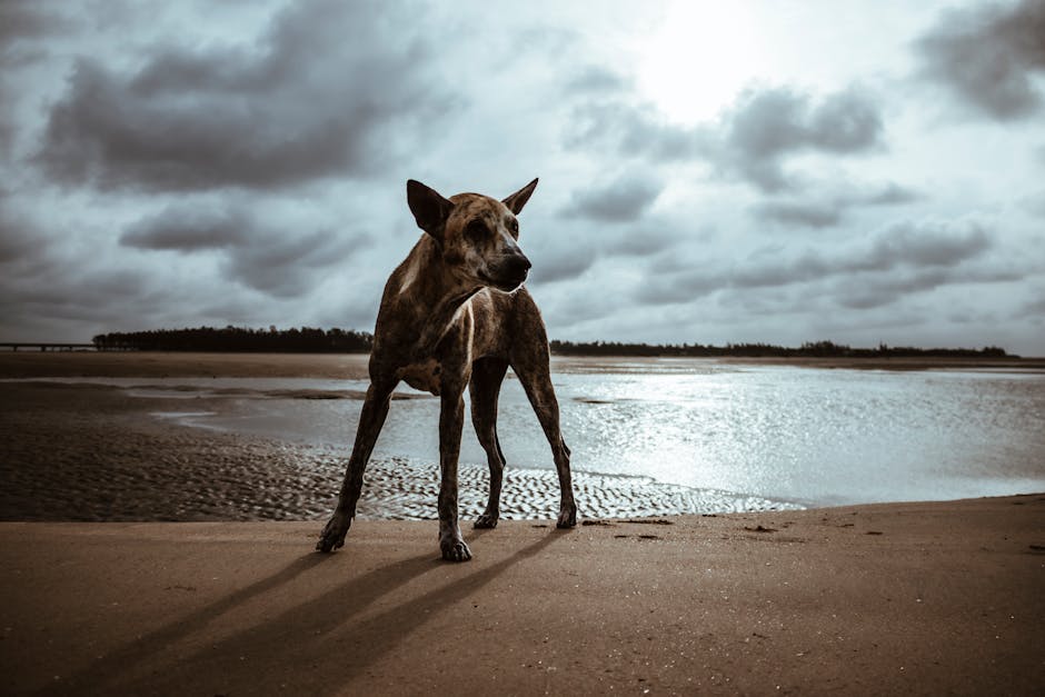 Health Consequences of Insufficient Exercise in Pets