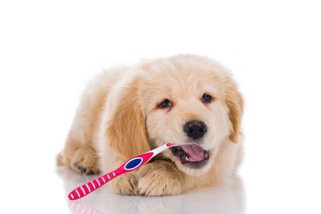 The Connection Between Pet Dental Health and Overall Well-Being