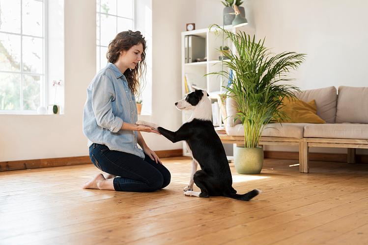 How to Prepare Your Home Before Adopting a Pet