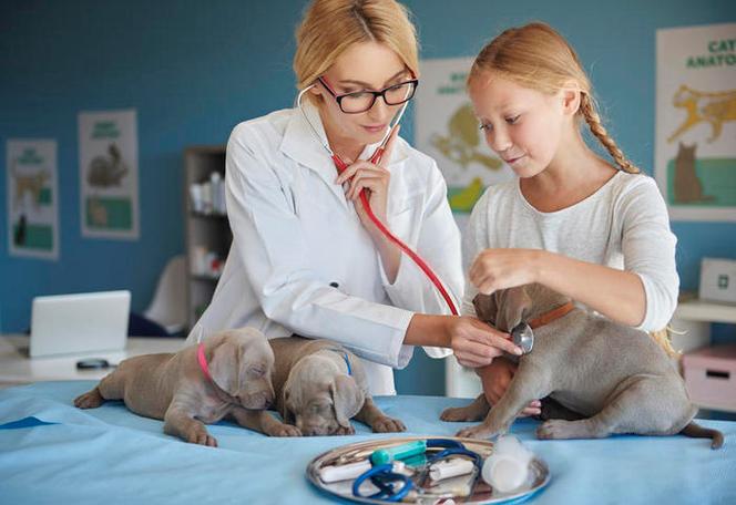 How to Identify Pain in Different Parts of Your Pet’s Body